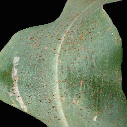 新孟加拉农作物病害数据集