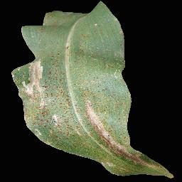 新孟加拉农作物病害数据集