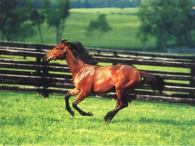 魏茨曼马匹数据库