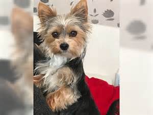 动物图像分类数据集