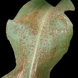 玉米或玉米叶病病害数据集