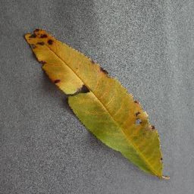 植物疾病检测边界框数据集