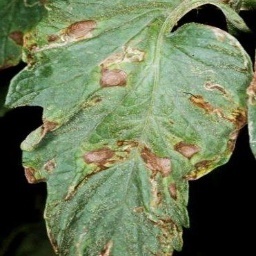 叶病分割数据集