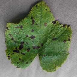 PlantVillage对象检测YOLO数据集（修改