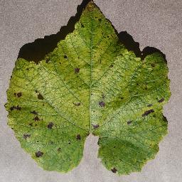 PlantVillage对象检测YOLO数据集（修改